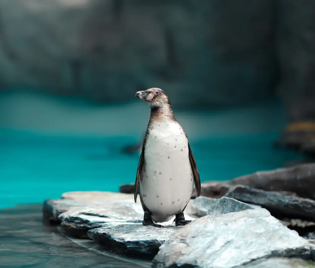 Ein Humboldt-Pinguin der an den Küsten von Peru und Chile nistet