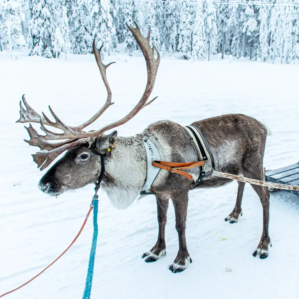 Ein Rentier, in Skandinavien das einen Schlitten durch den Schnee zieht und ein mächtiges Geweih trägt
